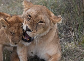 9 Days Amazing Tanzania