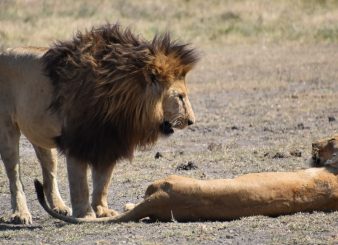 Best of Bush & Beach