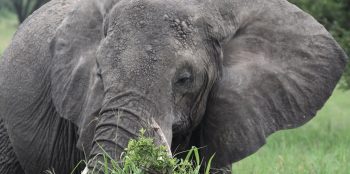 Kilimanjaro, Safari & Zanzibar