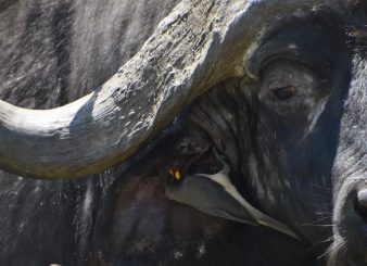 8 Days Wilderness Tanzania