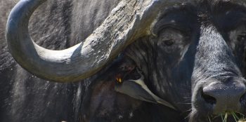 8 Days Wilderness Tanzania